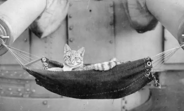 13 доказательств, что к котикам на флоте всегда было особое отношение