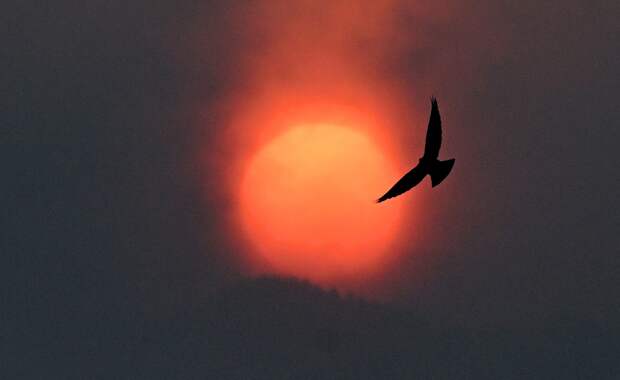 Ученый объяснил появление загадочного летающего объекта у Солнца