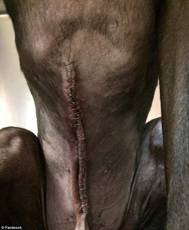 истощённая собака, собака Алекс, dog Alex