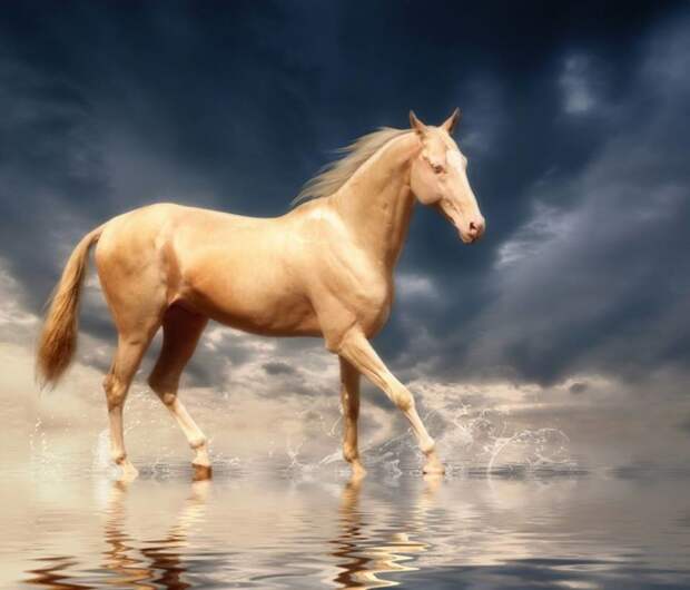 Ахал-Теке: одна из самых красивых лошадей в мире Туркмения, ахалтекинские лошади, кони, конь, лошади. факты, лошадь, масть
