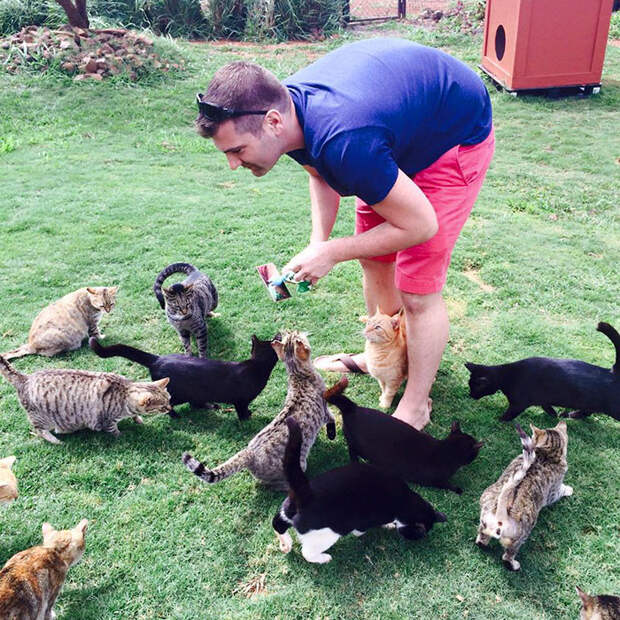 В Ланайском приюте обитает около 500 кошек гаваи, кошки, приют для кошек