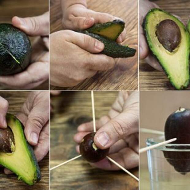 как вырастить авокадо в домашних условиях