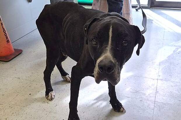 Собака воссоединилась с хозяевами спустя пять лет после таинственного исчезновения