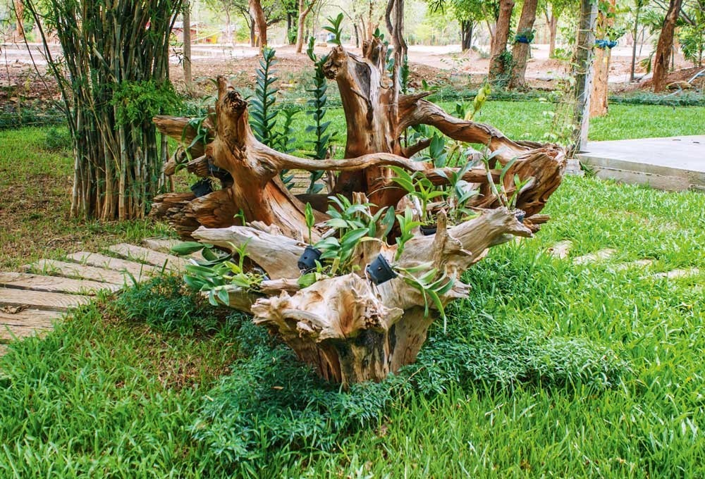 Декоративные коряги (рутарий) в ландшафтном дизайне