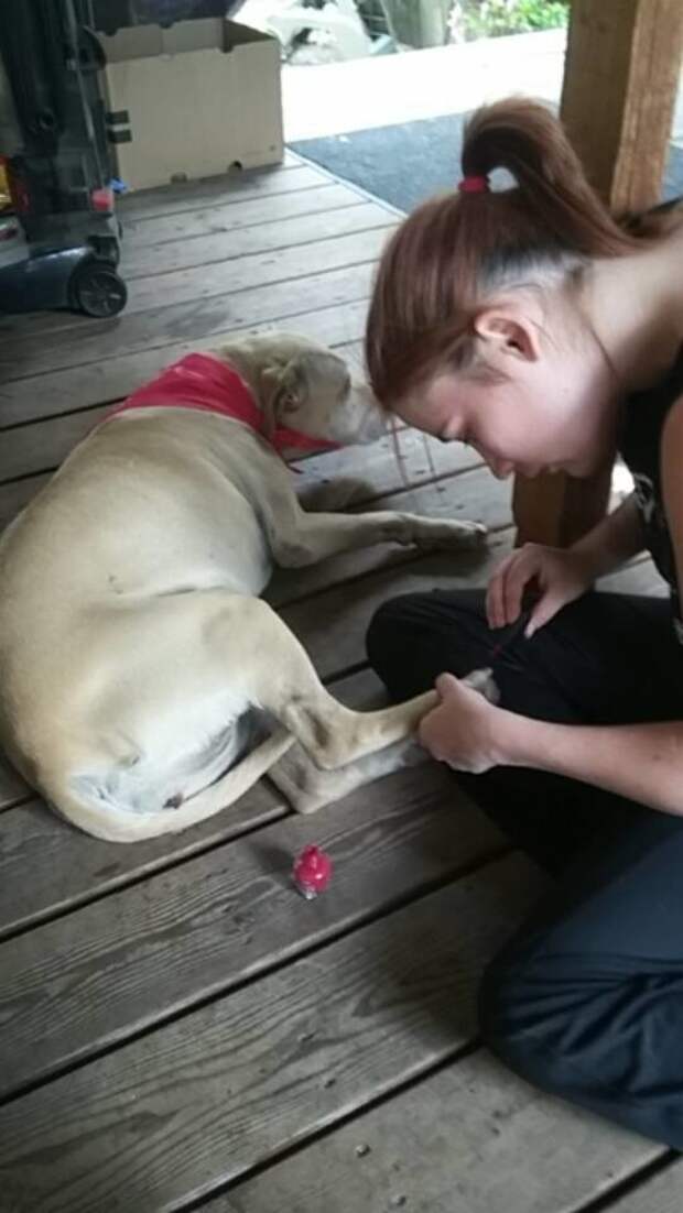 Хозяйка устроила праздник для собаки в последний день ее жизни животные, жизнь, смерть, собаки, трогательно