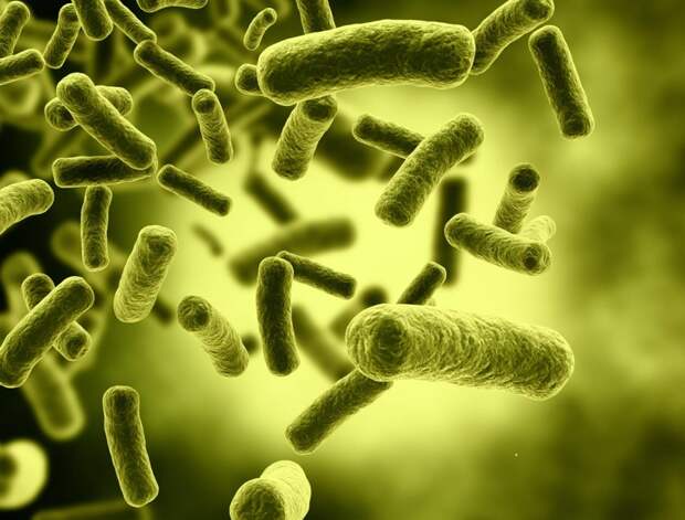 Обнаружена новая бактерия, неуязвимая к антибиотикам микробиология, новости науки, факты