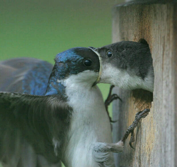 Думаете, целуются? Да нет, она просто забирает еду! | Фото: Objektiv Media.