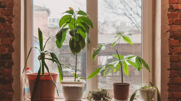 Не дайте вашим растениям погибнуть: 3 правила выживания в зимний период
