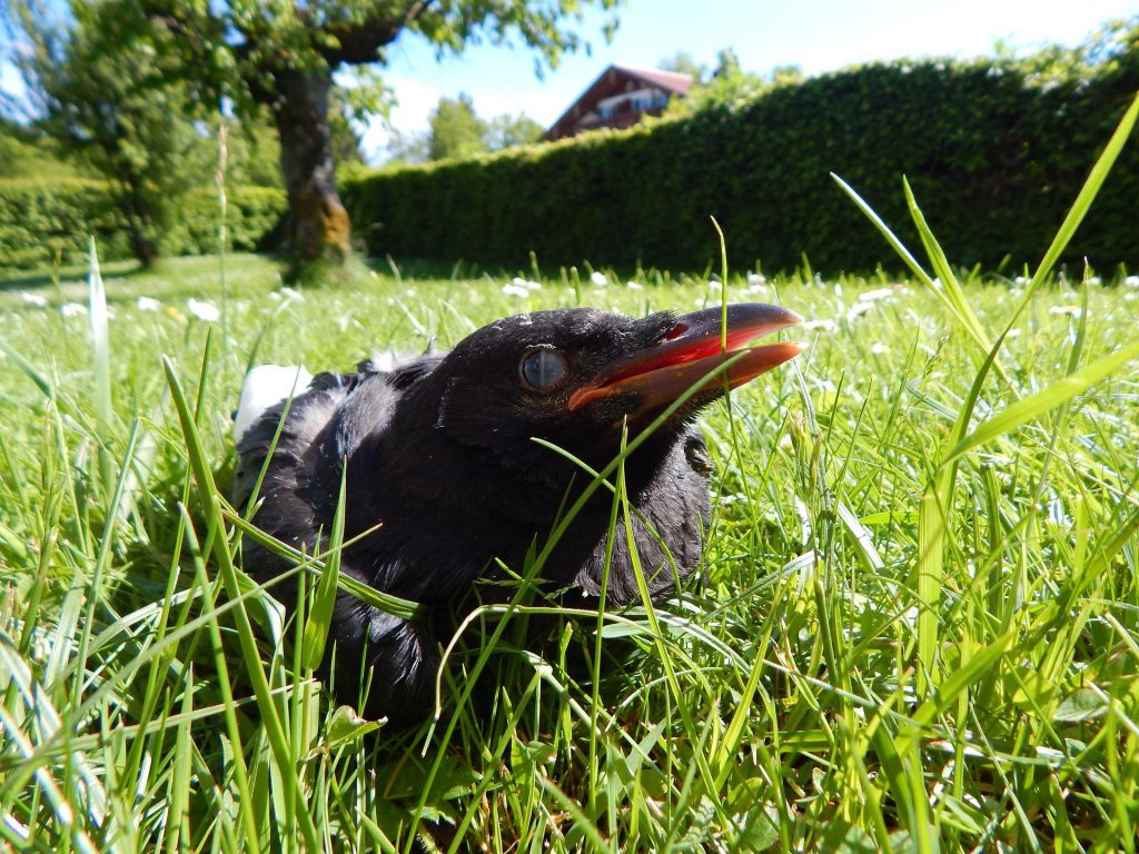 Слёток / Фото: pixabay.com