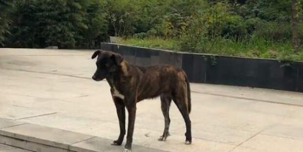 Самый верный друг: брошенный пес уже три года ждет своего хозяина возле многоквартирного дома