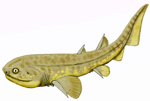 Рис. 9. Реконструкция раннедевонской акулы Doliodus