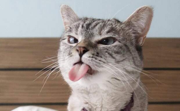 Зачем у кошек язык как наждачка: 8 научных причин, которые стоит знать владельцам