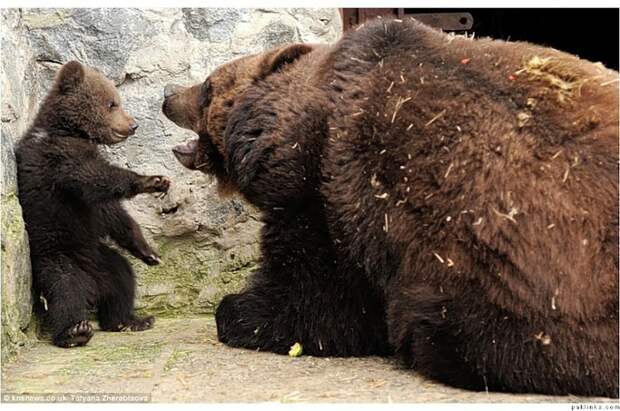 Мама-медведица Воспитание по-медвежьи 2 (700x464, 134Kb)