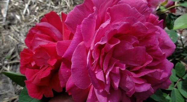 Сорт розы Parfum de l'Hay фото