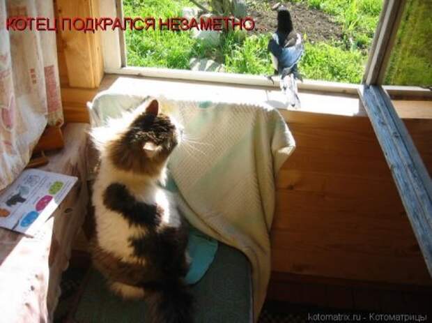 Воскресная котоматрица (16 шт)