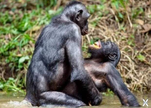 Карликовые шимпанзе бонобо решают про...