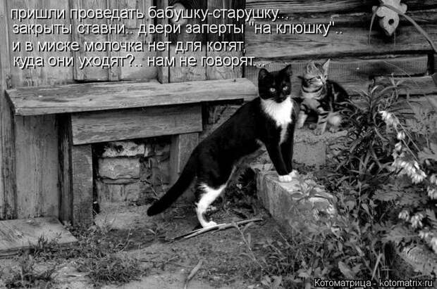 Котоматрицы