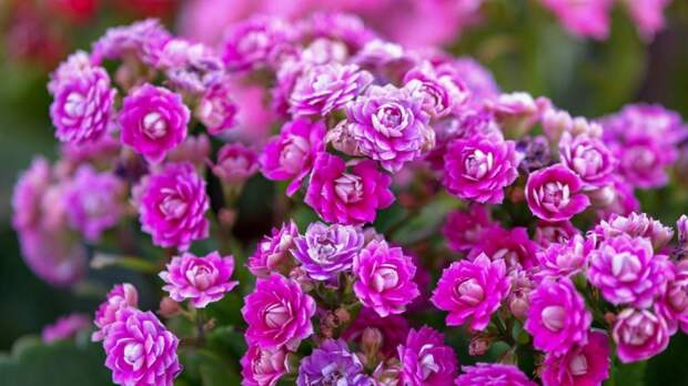 Как заставить цвести каланхоэ: главные секреты в уходе за растением