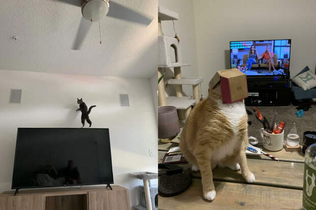 Странные котики