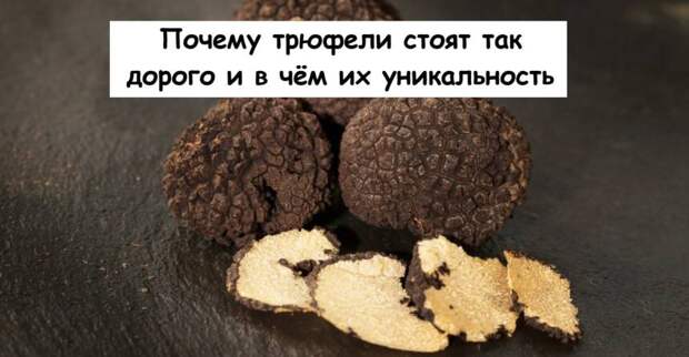 Почему трюфели стоят так дорого и в чём их уникальность