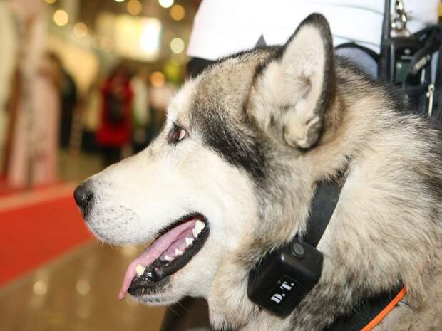 Тюменские волонтёры "Потеряшек" стали обладателями президентского гранта на выставку животных