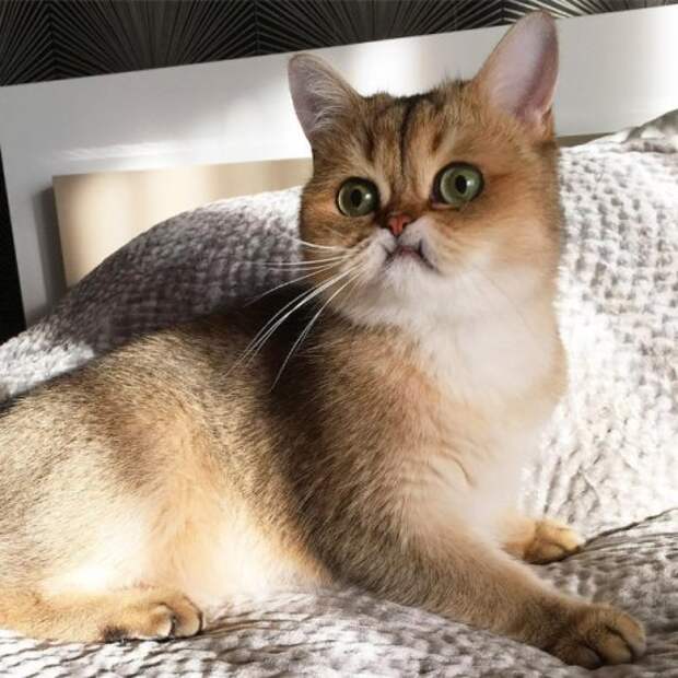 Забавные животные, удивлению которых нет предела (17 фото)