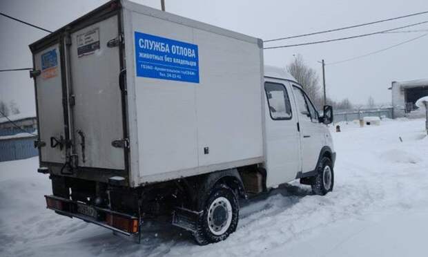 Прокуратура нашла нарушения в работе архангельского приюта для животных