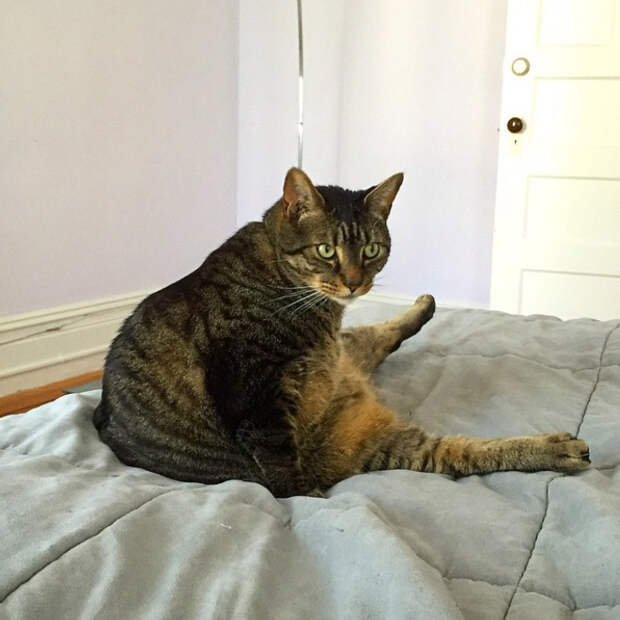 Котики внезапно устали и присели отдохнуть