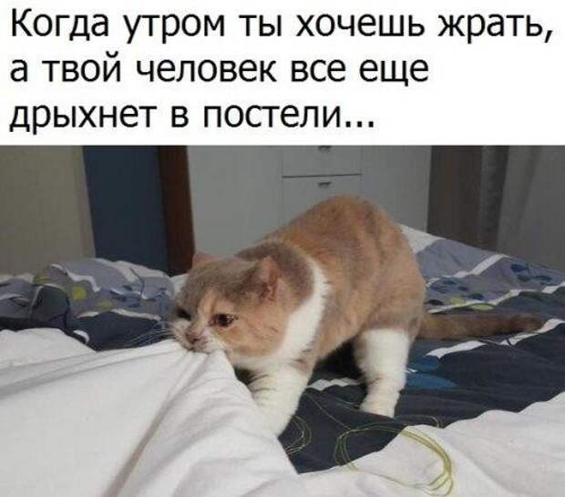 Очередная порция картинок с подписями картинки с подписью и без, подборка, позитив, юмор