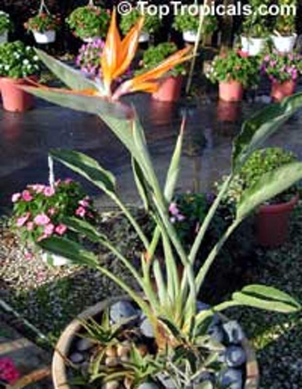 Strelitzia reginae, Strelitzia Juncea, Bird of paradise, Crane Flower, Stelitzia