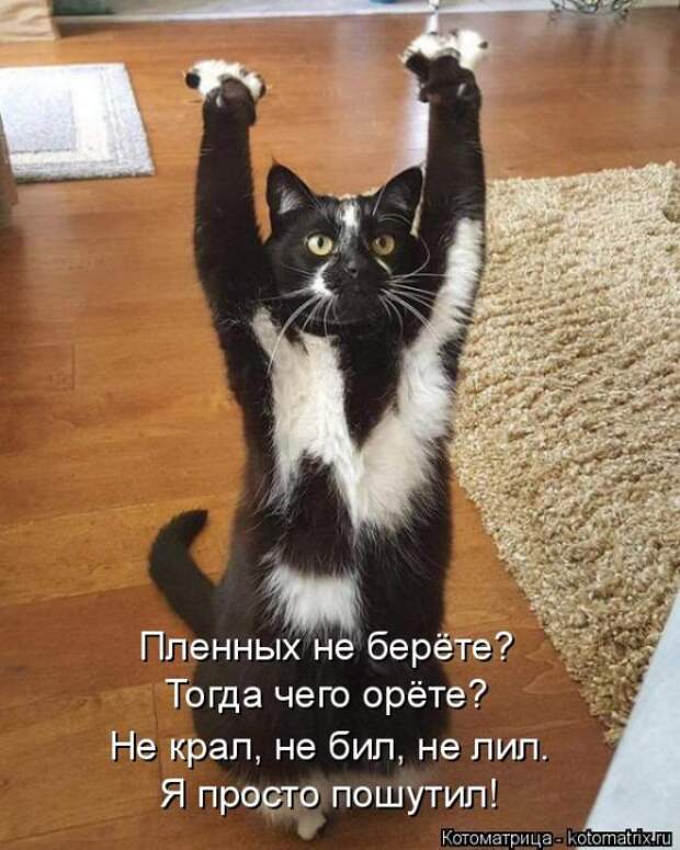 Лучшие котоматрицы недели (50 фото)