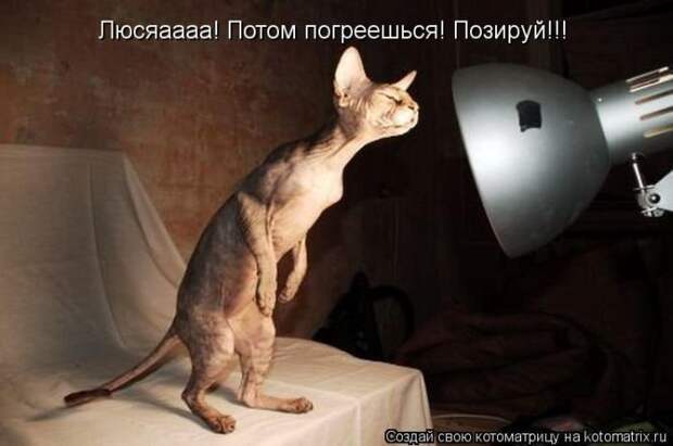 Лучшие котоматрицы недели Лучшие котоматрицы недели