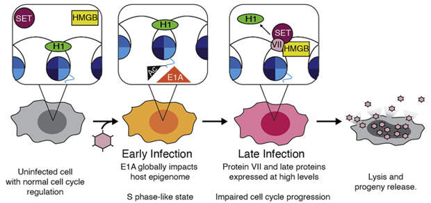 Рис. 5. Жизненный цикл аденовируса и изменения в хроматине клетки-хозяина