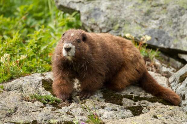 Ванкуверский сурок (Marmota vancouverensis) фото