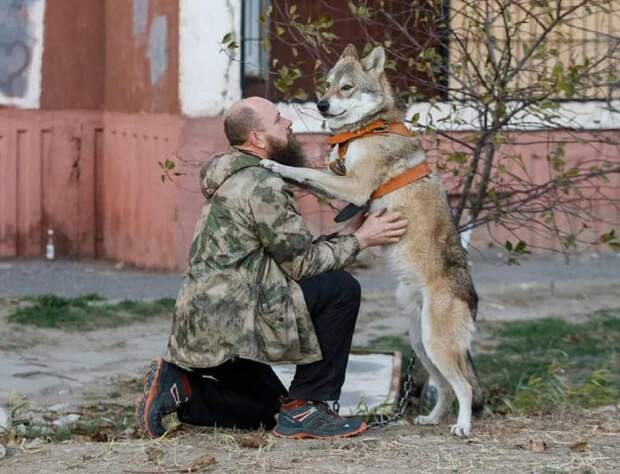 Астраханская семья делит свою однокомнатную квартиру со взрослым волком, которого приютили еще волчонком
