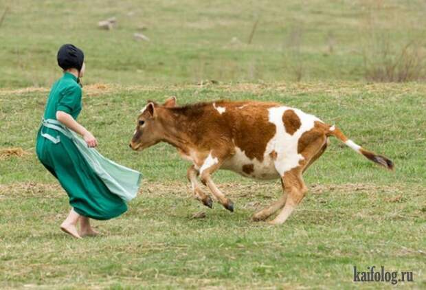 Приколы (55 фото)