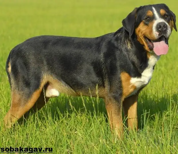 Швейцарский зенненхунд собака. Описание, особенности, уход и цена породы