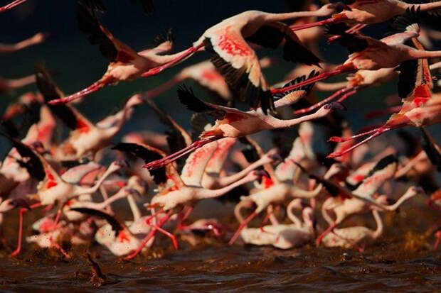 thousandsofflamingo 8 Тысячи розовых фламинго на озере Накуру