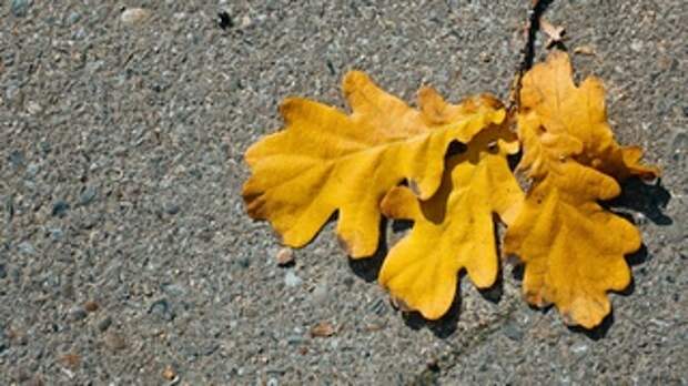 Осень в Барнауле / Фото: Екатерина Смолихина /amic.ru