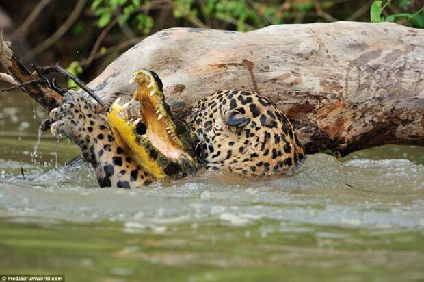 Когда хищник стал добычей: невероятные кадры битвы в бразильской реке jaguar, бразилия, джунгли, добыча, животные, крокодил, охотник, природа