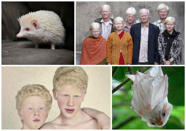 Чаще всего синдром альбинизма отмечен у пуэрториканцев -  1 на 27.000 альбиносы, интересное, природа