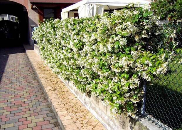 Hedge_jasmine_photo (500x357, 106Kb)