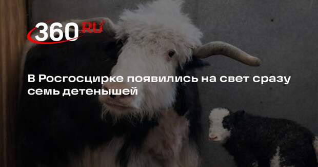 В Росгосцирке появились на свет сразу семь детенышей