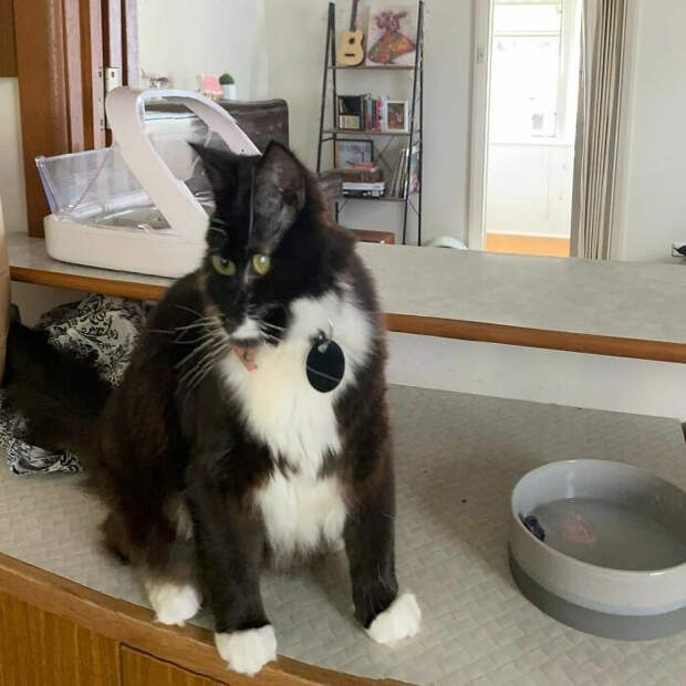 Панорамные снимки с животными, которые получаются не у всех