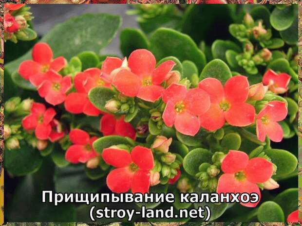 Прищипывание каланхоэ