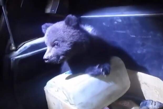 В Коми полицейские приютили найденных в коробке медвежат