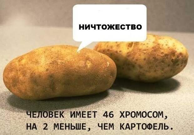 Новогодняя минутка юмора Новогодняя минутка юмора