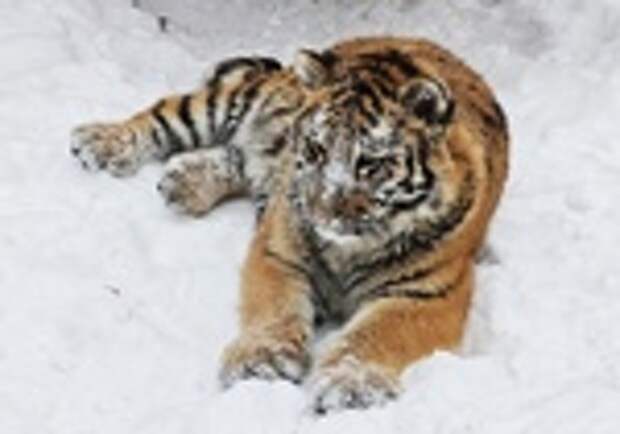 Подросшая тигрица Ракша играет в снегу / Фото: Лесная сказка