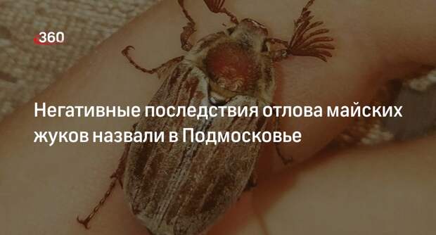 Негативные последствия отлова майских жуков назвали в Подмосковье