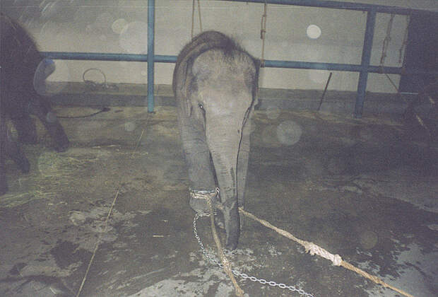 Слонов в 99% цирков держат на цепи всю жизнь. А живут они не мало, если конечно не умрут рано от издевательств и пыток бесчеловечность, жестокость, животные, зоопарк, садизм, цирк